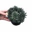 Sempervivum tectorum - Sukulent