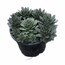 Sempervivum tectorum - Sukulent