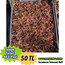 Sedum türleri - 48’li viyollerde 