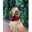 Nodo NeckWarmer - Red
