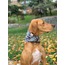 Nodo NeckWarmer - Grey