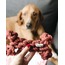 Nodo Osso Köpek Oyuncağı