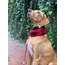 Nodo NeckWarmer - Red