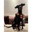 The Poppyland Wearable Dog Blanket