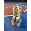 Best Man Tuxedo Dog Collar