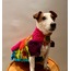 The Gypsy Peacock Wearable Dog Blanket