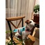 Clover Pattern Wearable Dog Blanket