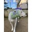 Eye of the Monster Dog Snood