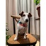 Clover Pattern Wearable Dog Blanket