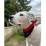 Kiss Me Dog Collar