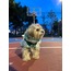 Greenie Dress