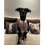 Best Man Tuxedo Dog Collar