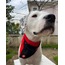 Kiss Me Dog Collar