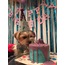 Birthday Pawty Set w Embroidery Details
