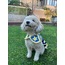 Wizard of the Night Wearable Dog Blanket