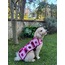 Love of All Wearable Dog Blanket