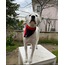Kiss Me Dog Collar