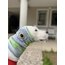 Eye of the Monster Dog Snood