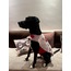 Pretty Unicorn Wearable Dog Blanket