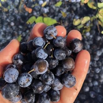 Güvem Eriği Marmelatı - 330cc