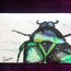 •Insect OI