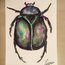 •Insect O2