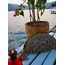 İstiridye Clutch