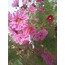Cosmos çiçeği  tohumu