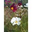 Cosmos çiçeği  tohumu