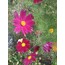 Cosmos çiçeği  tohumu