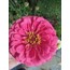 Zinnia-Beybeğendi-kirlihanım çiçeği 