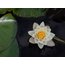 Beyaz Lotus (White Lotus) 1 GRAM