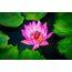 Pembe Lotus (Pink Lotus) 1 GRAM