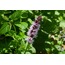 HİNDİSTAN PATCHOULİ BİTKİSİ (TEFARİK) (1 GRAM)