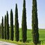 Selvi Ağacı (Cupressus) 1 GRAM