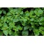 HİNDİSTAN PATCHOULİ BİTKİSİ (TEFARİK) (1 GRAM)
