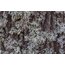 Meşe Ağacı Yosunu (Oakmoss) 1 GRAM