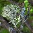 Meşe Ağacı Yosunu (Oakmoss) 1 GRAM