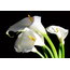 Zambak Çiçeği (Lily) 1 GRAM