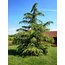 Sedir Ağacı (Cedar Tree) 1 GRAM