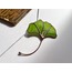Açık yeşil Ginkgo yaprağı