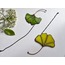 Açık yeşil Ginkgo yaprağı