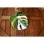 Monstera Albo Güneş Kapanı
