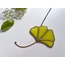 Sarı Ginkgo yaprağı
