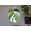 Monstera Albo Güneş Kapanı
