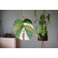 Monstera Albo Güneş Kapanı