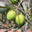 Ayvalık Erken Hasat Naturel Sızma Zeytinyağı 3 lt Teneke 2025-2026sezonu yeni mahsül