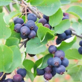 SASKATOON BERRY ( amelanchier spicata ) HAZİRAN YEMİŞİ FİDANI