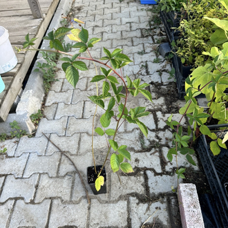 TRİPLE CROWN DİKENSİZ BÖĞÜRTLEN FİDANI