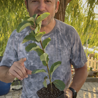 SASKATOON BERRY ( amelanchier spicata ) HAZİRAN YEMİŞİ FİDANI